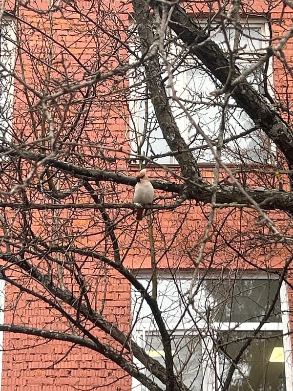 Small bird perches on bare tree in Noviy, Russia