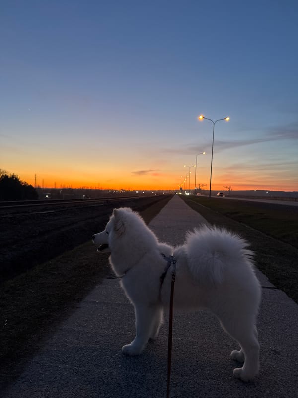 White dog photographed at sunset in Chaikovsky, Russia