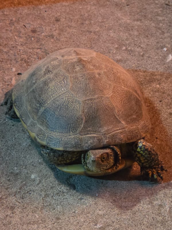 Tortoise on concrete, up close, Gudermes