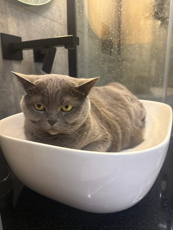 Rainy morning in Tyumen: a cat, a sink, a moth