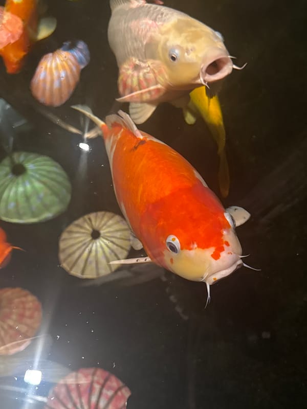 Colorful koi fish observed swimming in decorated pond