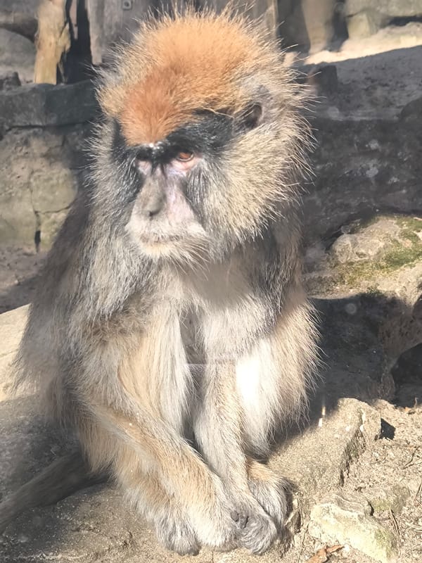 Morning zoo visit in Riga captures diverse wildlife exhibits