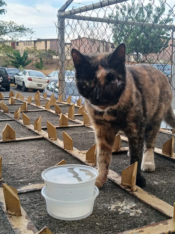 Tortoiseshell cat spotted on metal grid fence in Guayana City