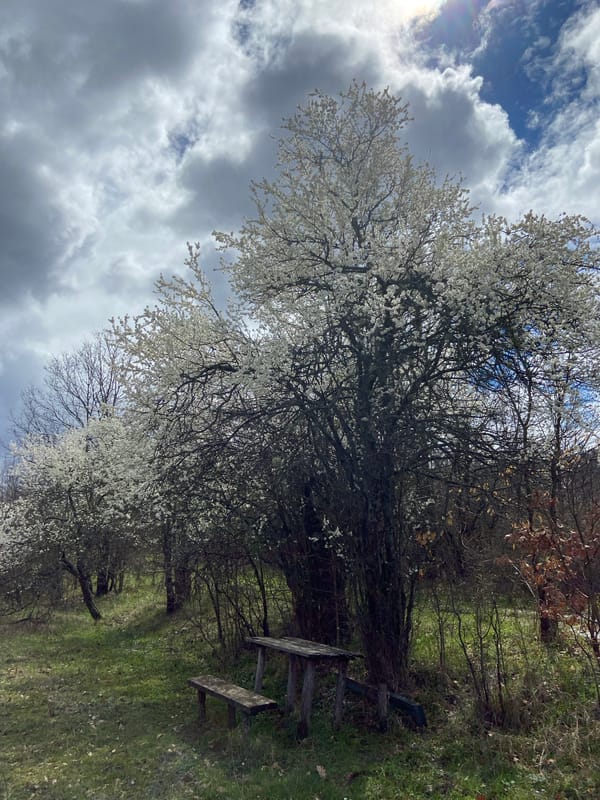 Spring blossoms captured near Mindia, Bulgaria