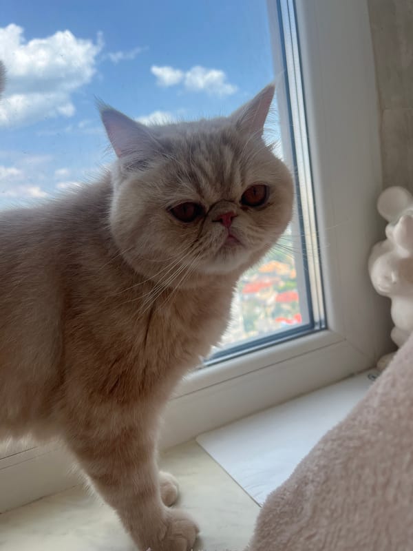 Cat on a windowsill, Odesa skyline behind it