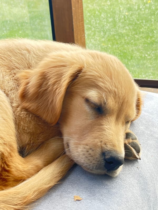 Golden retriever puppy photographed sleeping in Kostinbrod, Bulgaria