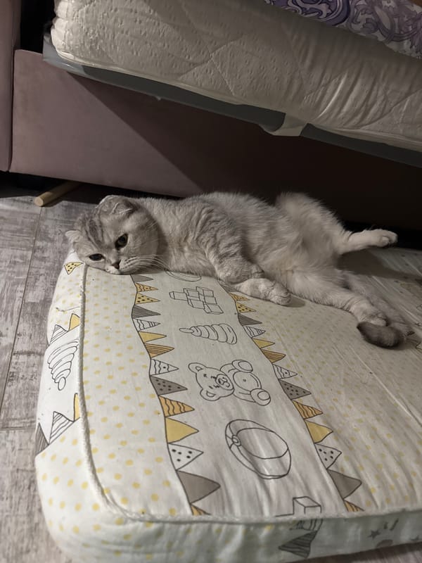 Gray cat observed resting on child's patterned bed
