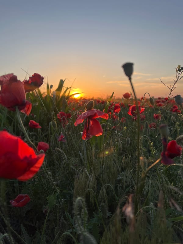 Red poppy field captures golden sunset in Trastenik, Bulgaria