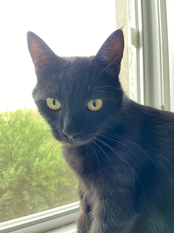 Cat, skate park, and glass building — an afternoon miscellany