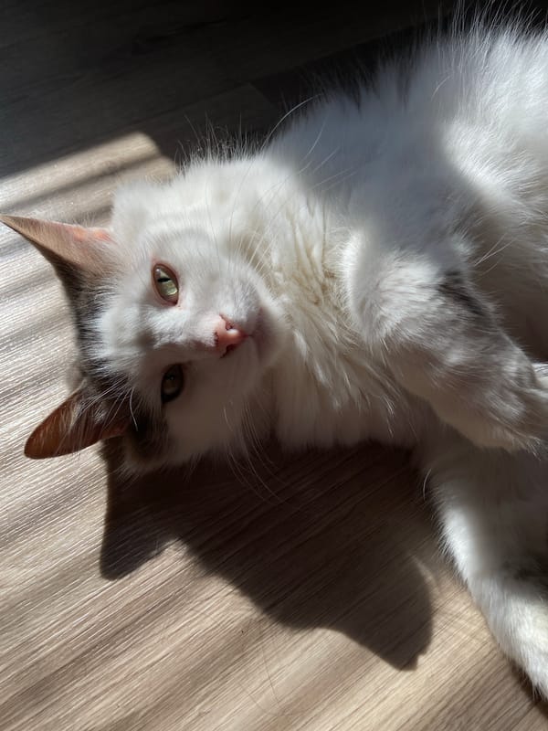 Cats playing and lounging in sunlit rooms on a quiet morning.