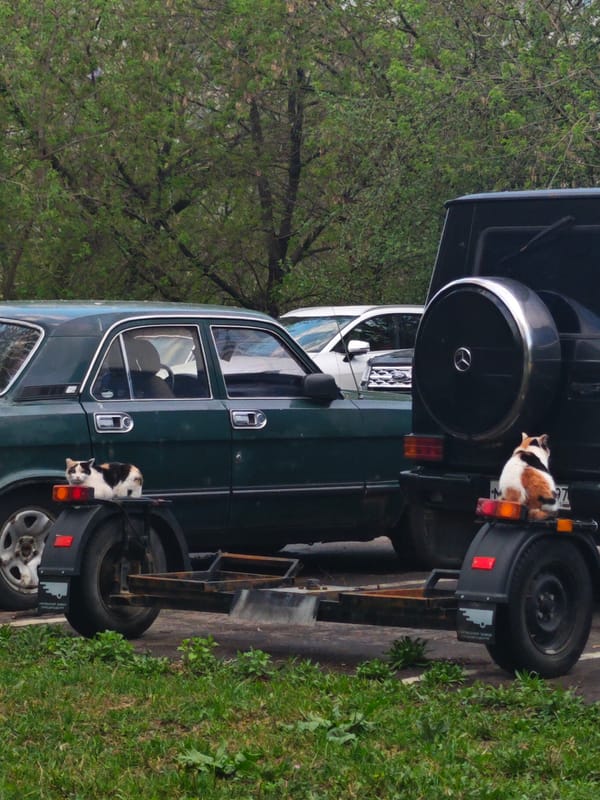 Cats spotted perched on trailer in Moscow parking area