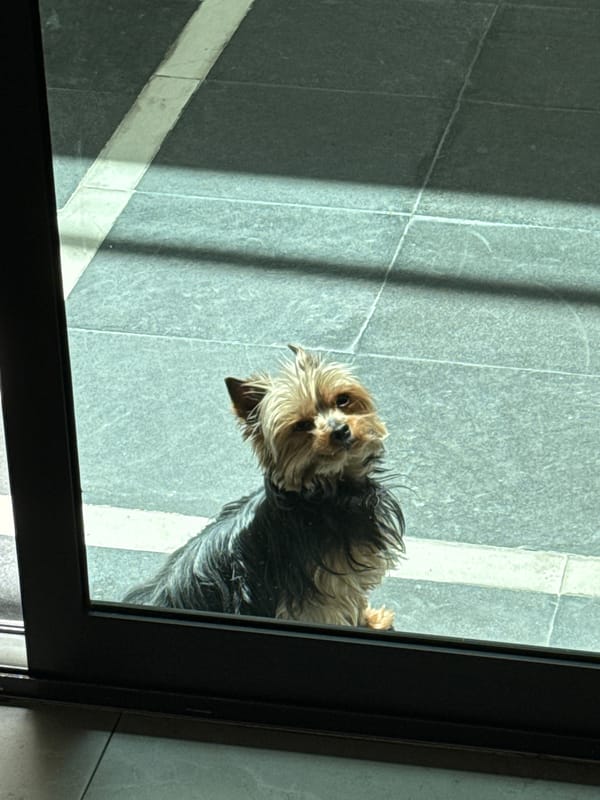 Yorkshire Terrier watches through glass door at Mexico home
