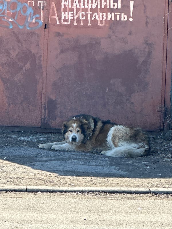 Dog rests near Russian street signage in Kazan
