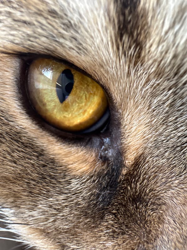 Tabby cat, home aquarium, and street scenes in Mikhaylovsk