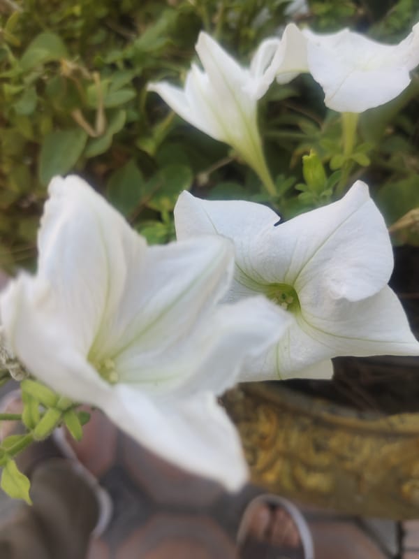 White petunias blooming in a pot on tiled surface, Khujand