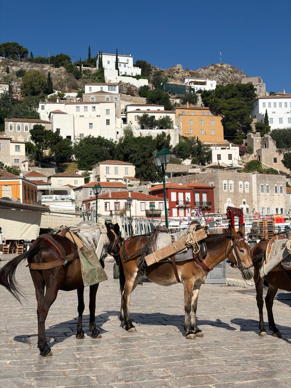 Pack animals gather in morning plaza on Greek island Hydra