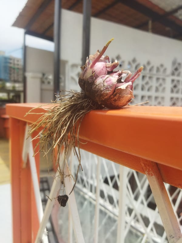 Wet golden retriever spotted around Quito neighborhood Friday evening