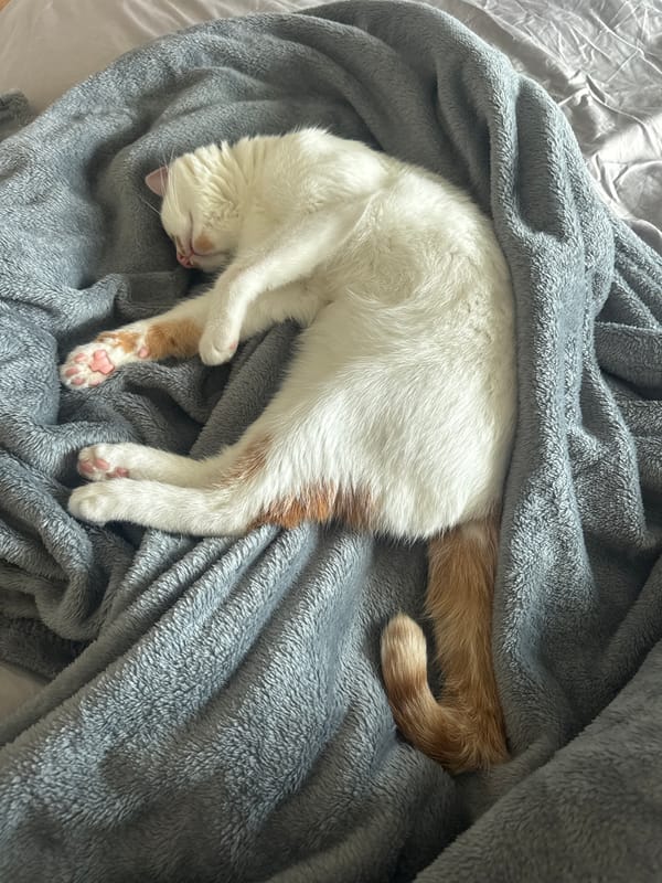 Cat naps peacefully on blanket in Sofia apartment