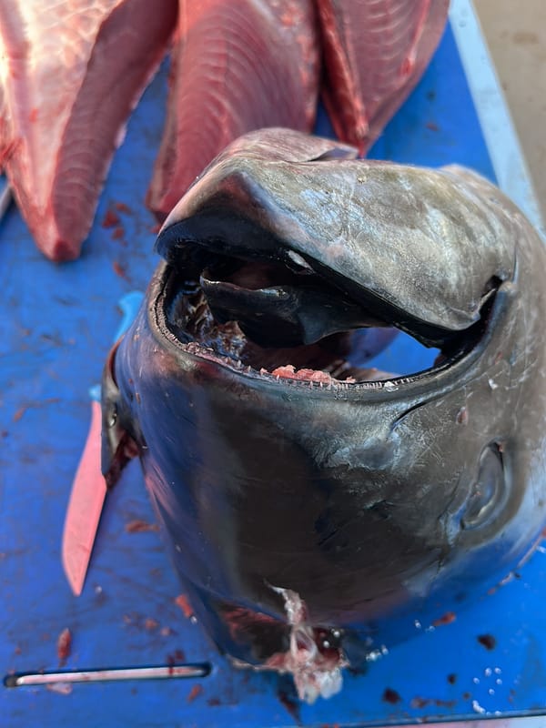 Fresh tuna processing documented in Barbate, Spain
