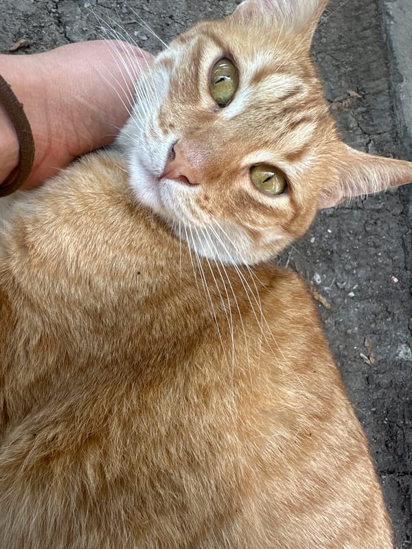 Orange tabby receives gentle petting on Puebla sidewalk