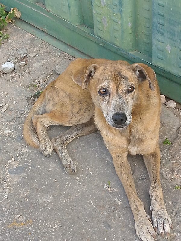 Evening life documented across Juan Griego, Venezuela streets and neighborhoods