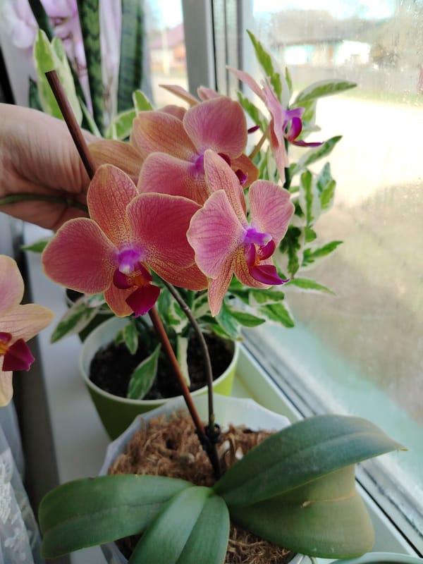 Morning orchid photography session captured in Гожан, Russia