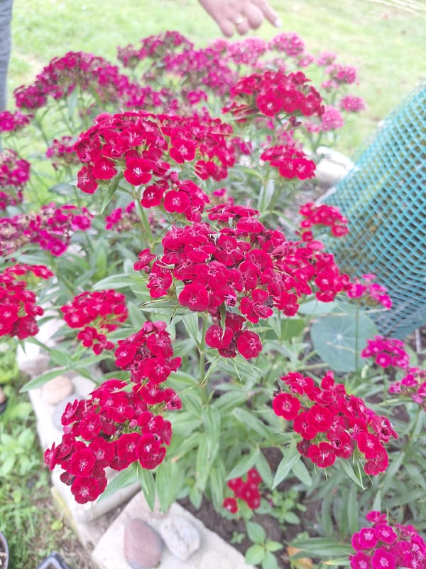 Summer garden in full bloom, Zeda Sazano, Georgia