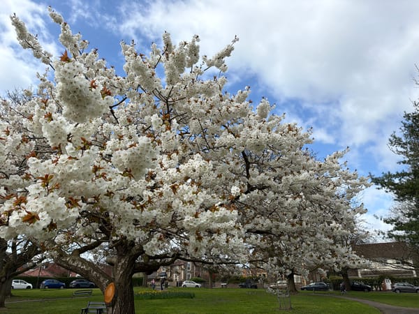 Spring blossoms bloom in Malvern Hills park