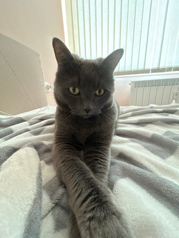 Grey cat photographed in various poses in Veliko Tarnovo