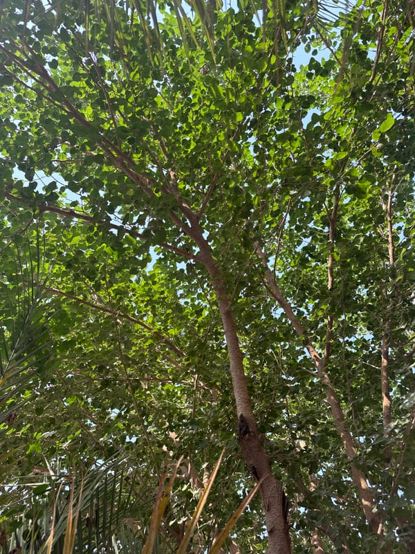 Daily life moments captured across Multan in five minutes