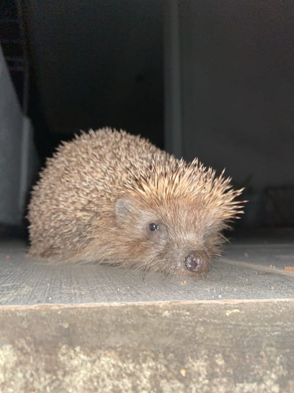 Man poses for selfie with hedgehog in Montenegro