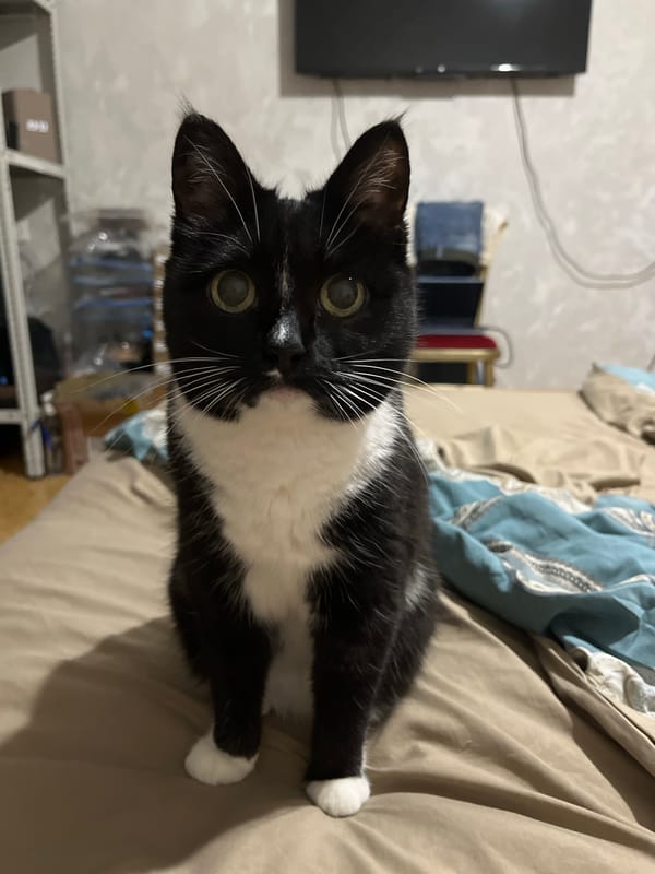 Green-eyed black and white cat poses on a beige duvet