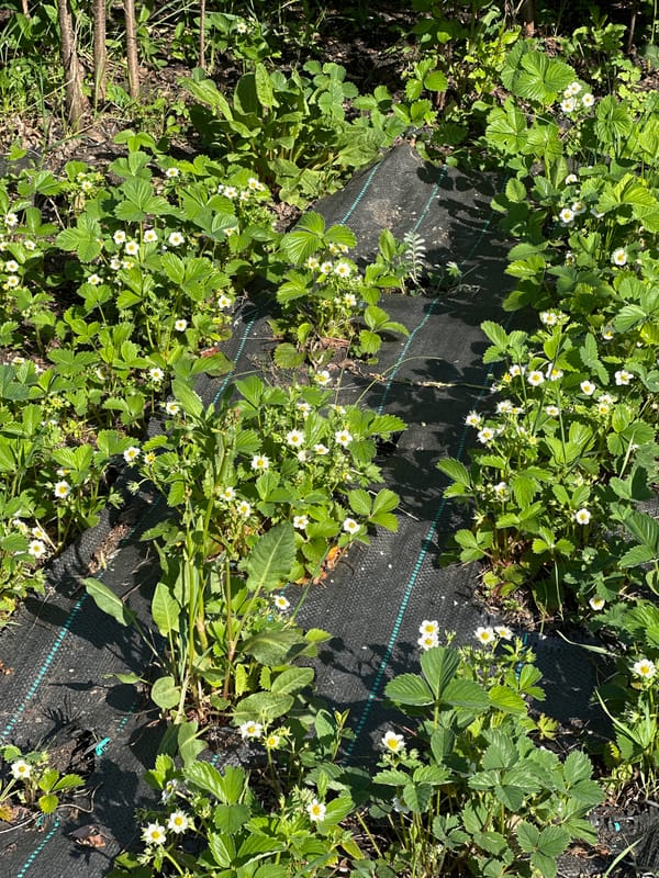 Garden strawberry plants bloom and develop green berries