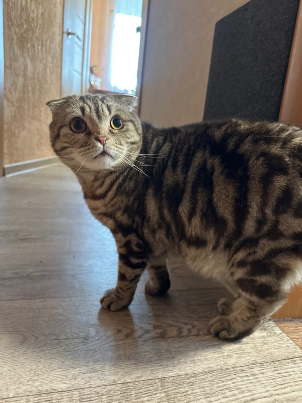 Coastal port scenes and a Scottish Fold cat at home
