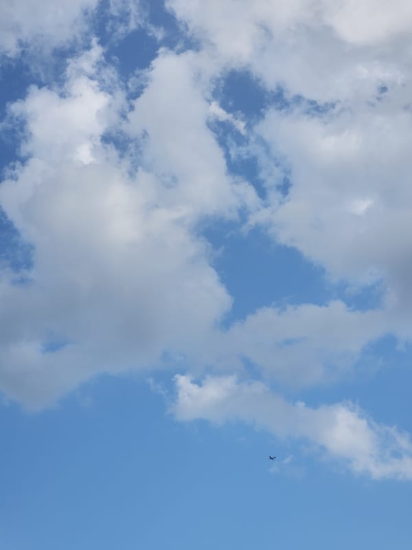 Dog walk and nature details at Cranes Roost Park, Altamonte Springs