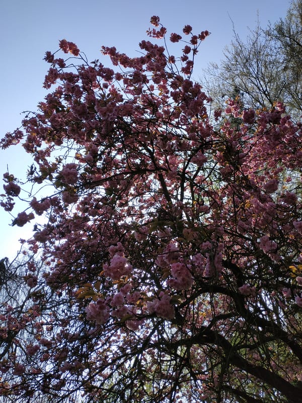 Spring tree canopies documented in Dortmund park morning walk