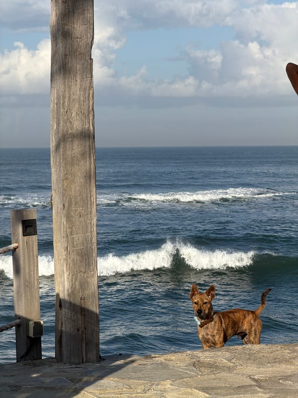 Oceanfront seating area and dog on stone path, Mengwi