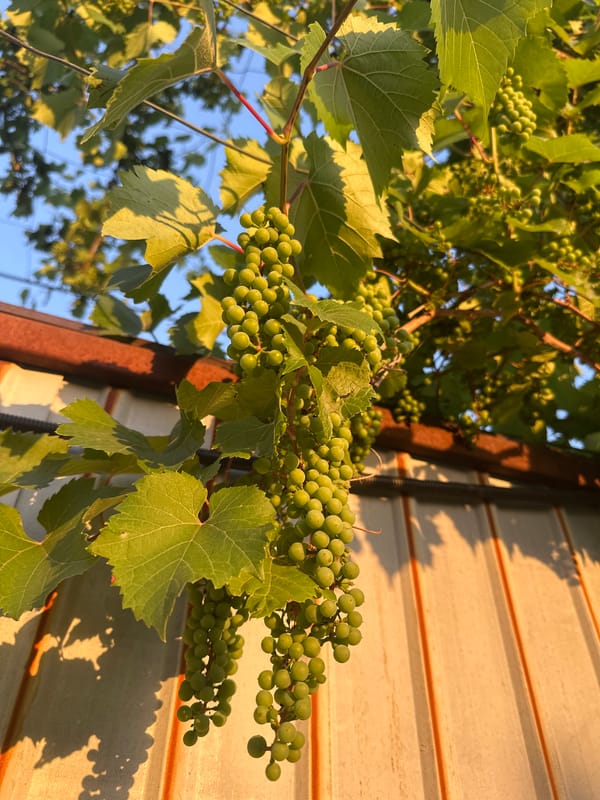 Afternoon in the garden: cats, insects, plants, and a sunset