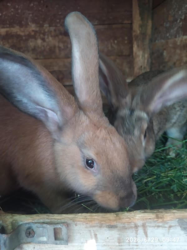 Rabbits, chicks, and grapevines at a rural Ukrainian property