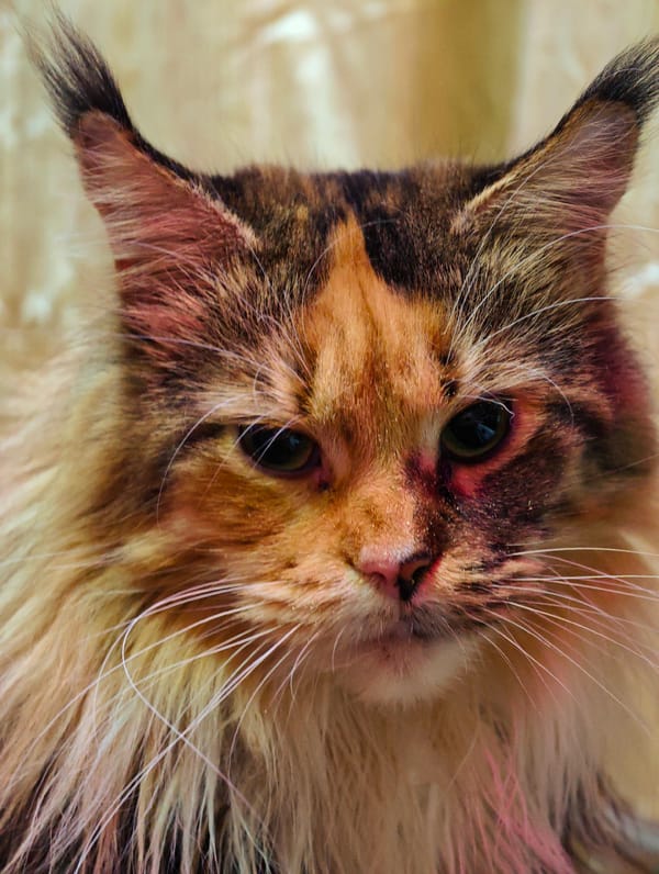 Two cats, two close-ups, one evening in Abakan