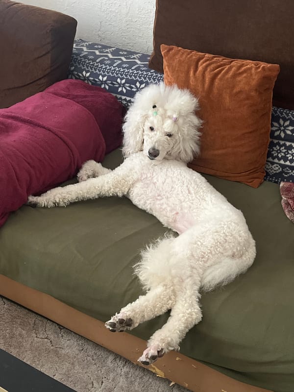 Quiet domestic moments: poodle resting, people with devices