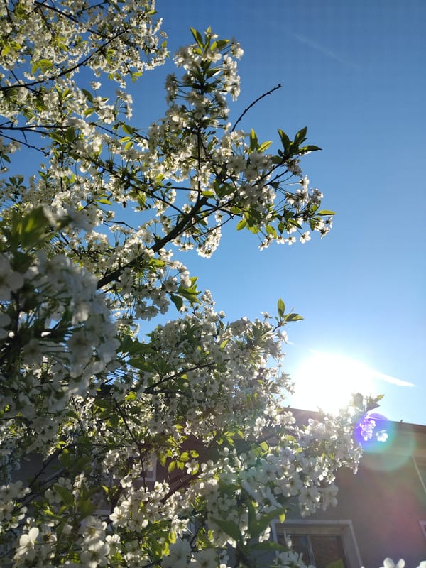 Spring blossoms photographed against blue sky in Nova Zagora