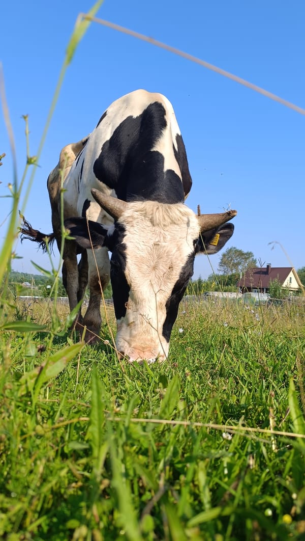 Cattle grazing in a sunny Karsha meadow, mid-July