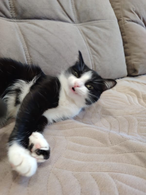 Domestic scenes: cat lounging, woman doing skincare routine