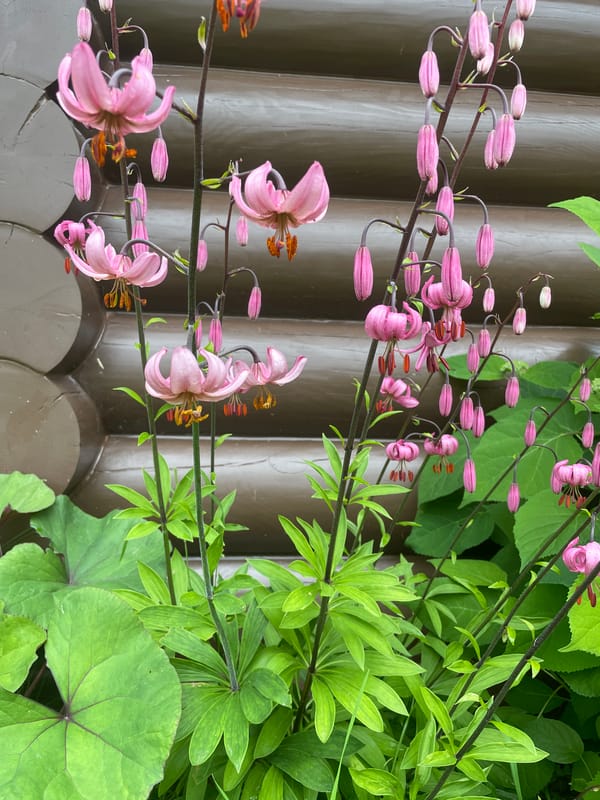 Summer garden in Gruzdi: flowers, pavers, and a dog