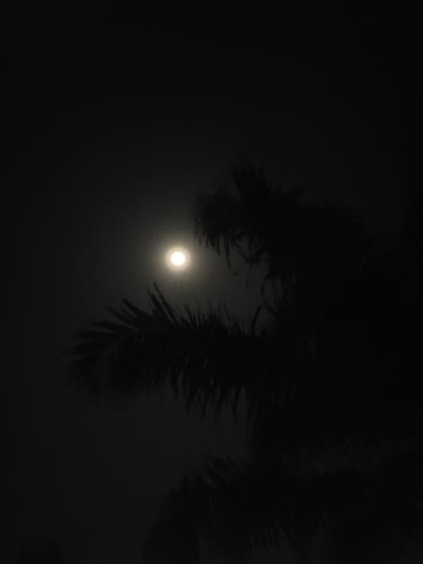 Moon photographed through palm trees in Markurdi, Nigeria