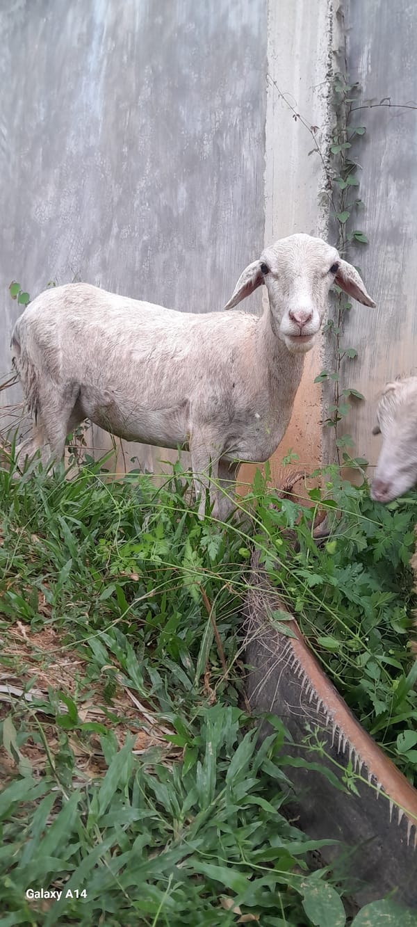Sheep grazing and resting around Tanjong, Indonesia