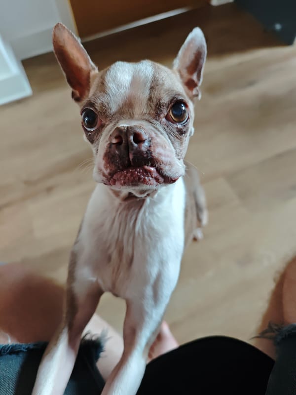 Boston Terrier and Dachshund posing for the camera indoors