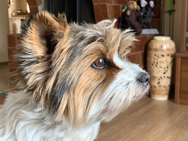 Quiet morning documented in Belarusian home with pets and garden