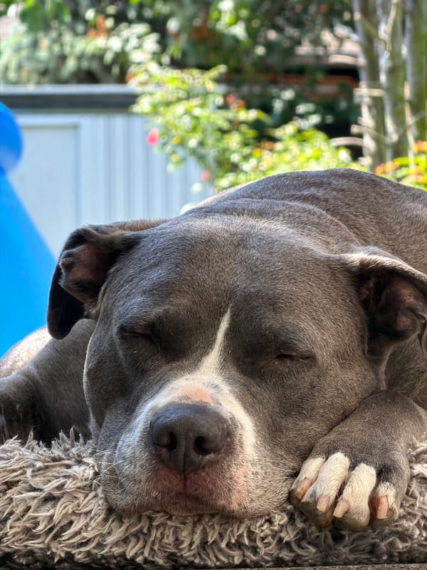 Peaceful moments: sleeping dog and fig tree in Luxembourg